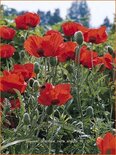 Papaver orientale &#39;Nana Allegro&#39;