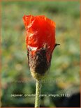 Papaver orientale &#39;Nana Allegro&#39;