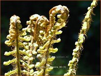 Dryopteris wallichiana