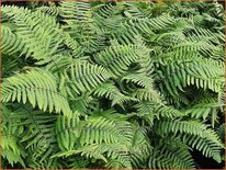 Dryopteris wallichiana