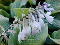 Hosta &#39;Blue Mammoth&#39;