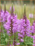 Physostegia virginiana 'Vivid'