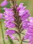 Physostegia virginiana 'Vivid'