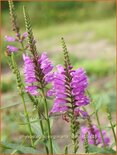 Physostegia virginiana 'Vivid'