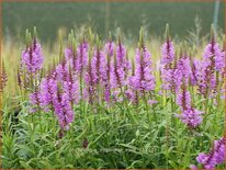 Physostegia virginiana 'Vivid'