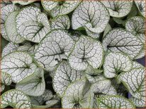 Brunnera macrophylla &#39;Sea Heart&#39;