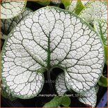 Brunnera macrophylla &#39;Sea Heart&#39;