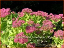 Sedum spectabile 'Rosenteller'