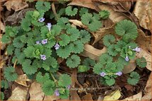 Glechoma hederacea