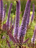 Veronicastrum sibiricum &#39;Red Arrows&#39;