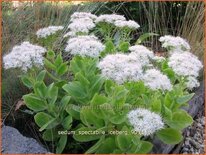 Sedum spectabile &#39;Iceberg&#39;