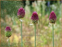 Allium sphaerocephalon