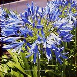 Agapanthus &#39;Blue Umbrella&#39;