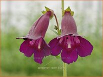 Penstemon &#39;Raven&#39;