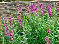 Penstemon &#39;Raven&#39;