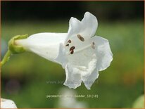 Penstemon &#39;White Bedder&#39;