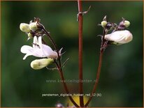 Penstemon digitalis &#39;Husker Red&#39;