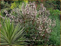 Penstemon digitalis &#39;Husker Red&#39;