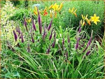 Teucrium hyrcanicum