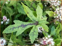 Tiarella 'Arpeggio'