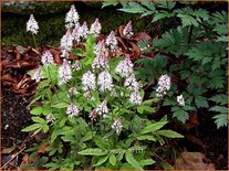 Tiarella 'Arpeggio'