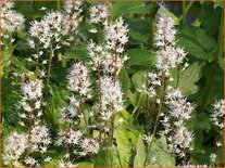 Tiarella 'Arpeggio'