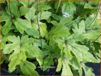 Tiarella 'Arpeggio'