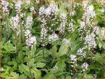 Tiarella 'Arpeggio'