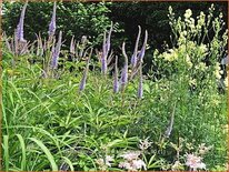 Veronicastrum virginicum &#39;Amethyst&#39;