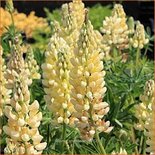 Lupinus &#39;Chandelier&#39;