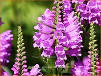 Physostegia virginiana 'Red Beauty'