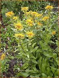 Inula orientalis