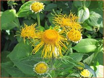 Inula orientalis