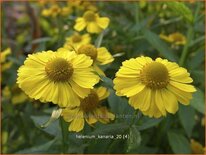 Helenium &#39;Kanaria&#39;