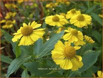 Helenium &#39;Kanaria&#39;