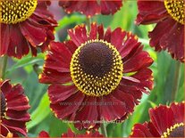 Helenium &#39;Ruby Tuesday&#39;