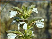 Acanthus mollis &#39;Rue Ledan&#39;