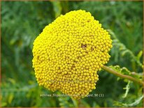 Achillea filipendulina 'Cloth of Gold'