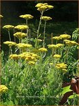 Achillea filipendulina &#39;Cloth of Gold&#39;