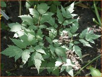 Actaea pachypoda &#39;Misty Blue&#39;