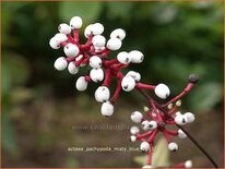 Actaea pachypoda &#39;Misty Blue&#39;