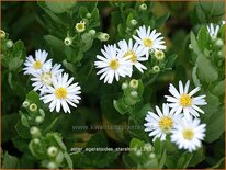 Aster ageratoides &#39;Starshine&#39;