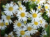 Aster ageratoides &#39;Starshine&#39;