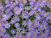 Aster frikartii &#39;Jungfrau&#39;