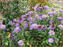 Aster frikartii &#39;Jungfrau&#39;