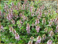 Ajuga genevensis &#39;Tottenham&#39;