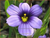 Sisyrinchium 'Sapphire'