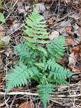 Dryopteris coreano 'Montana'