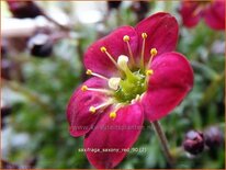 Saxifraga 'Saxony Red'