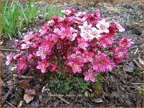 Saxifraga 'Saxony Red'